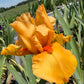 Golden Apricot Bearded Iris – 1 Live Fan | Rich Sunset Orange Bloom