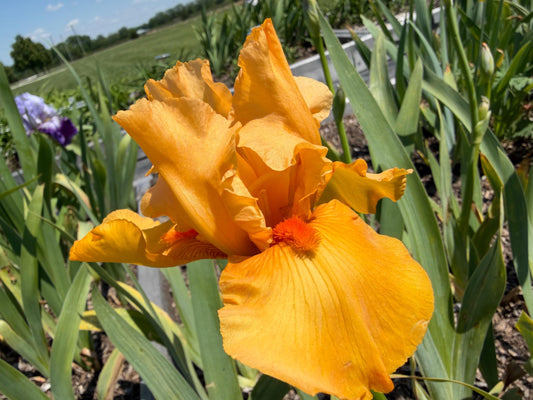 Golden Apricot Bearded Iris – 1 Live Fan | Rich Sunset Orange Bloom
