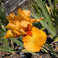Golden Apricot Bearded Iris – 1 Live Fan | Rich Sunset Orange Bloom