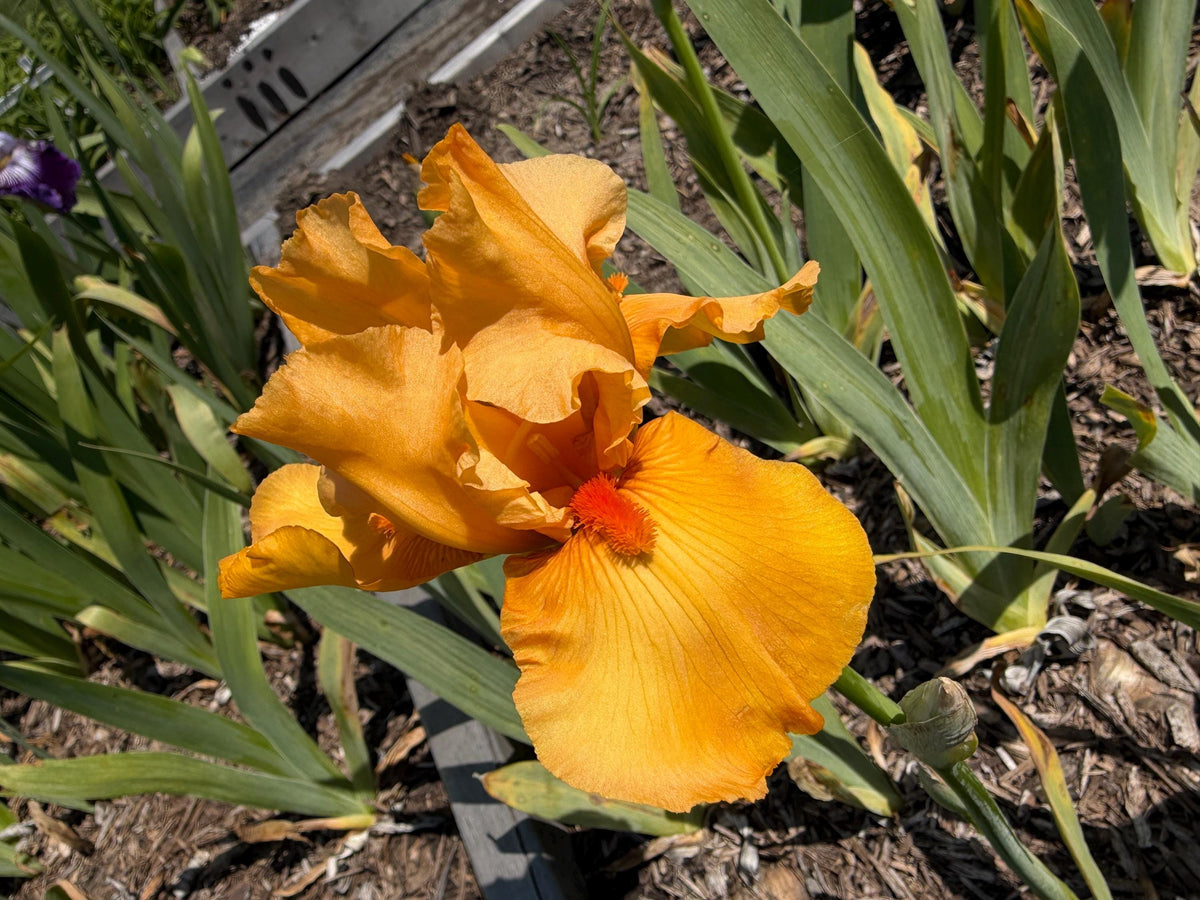Golden Apricot Bearded Iris – 1 Live Fan | Rich Sunset Orange Bloom