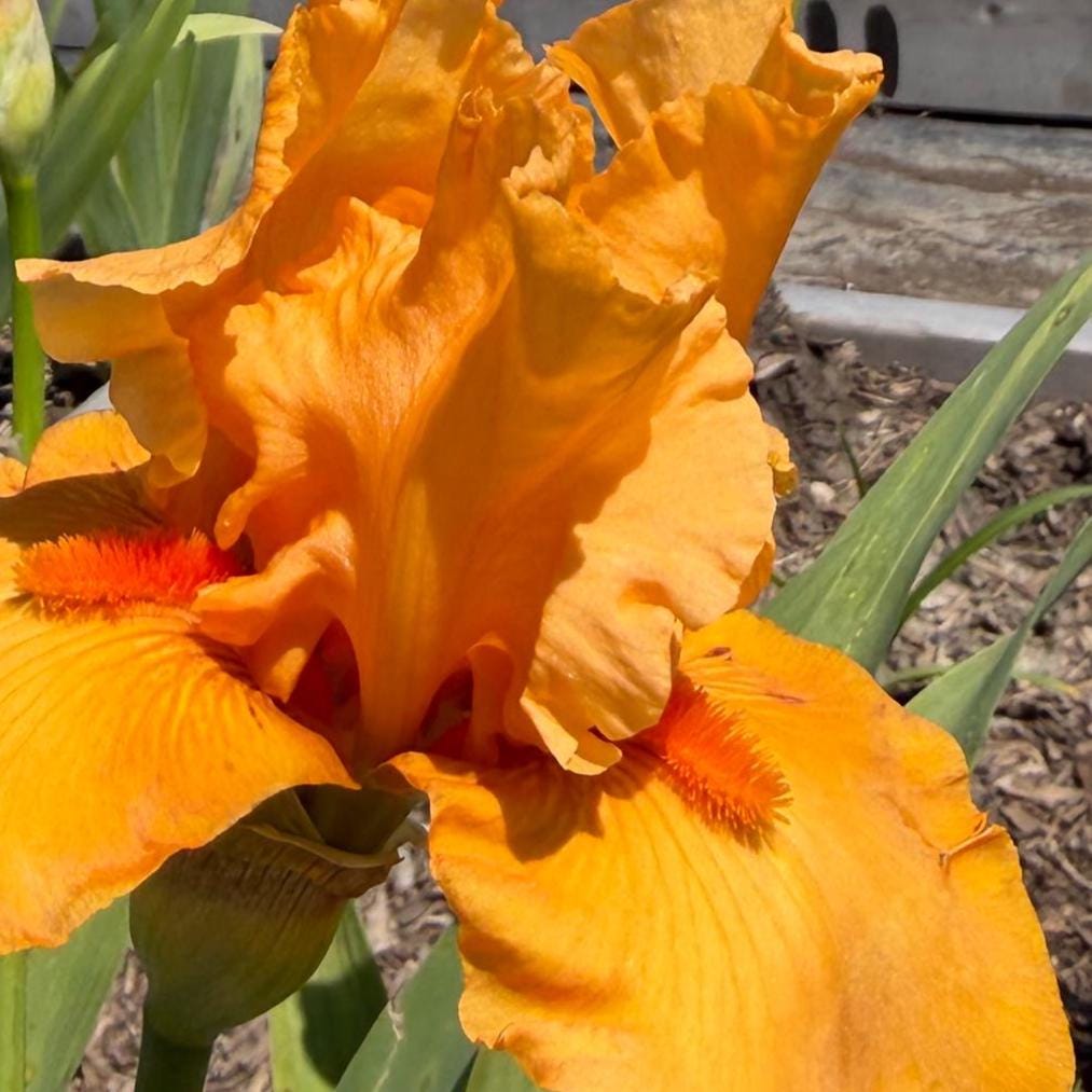Golden Apricot Bearded Iris – 1 Live Fan | Rich Sunset Orange Bloom