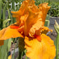 Golden Apricot Bearded Iris – 1 Live Fan | Rich Sunset Orange Bloom