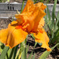 Golden Apricot Bearded Iris – 1 Live Fan | Rich Sunset Orange Bloom