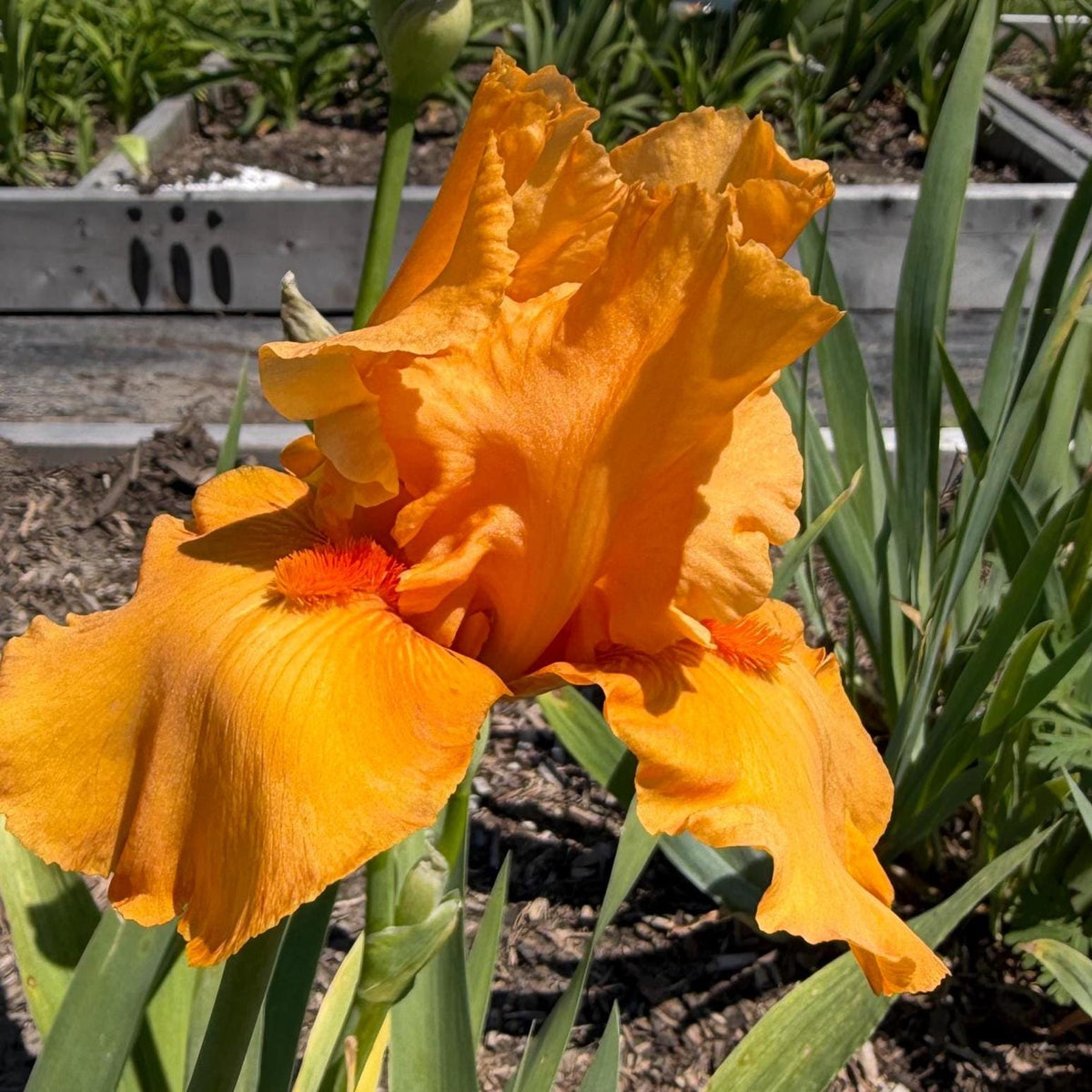 Golden Apricot Bearded Iris – 1 Live Fan | Rich Sunset Orange Bloom