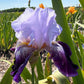 Lavender & Royal Purple Bearded Iris – 1 Live Fan | Ruffled Bicolor Bloom