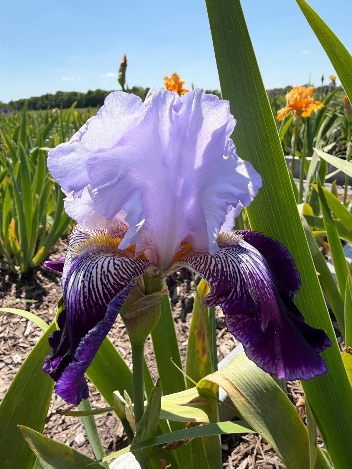 Lavender & Royal Purple Bearded Iris – 1 Live Fan | Ruffled Bicolor Bloom