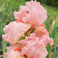 Bearded Iris Fan Mix | 2, 4, or 8 Plant Packs | Surprise Color Blend