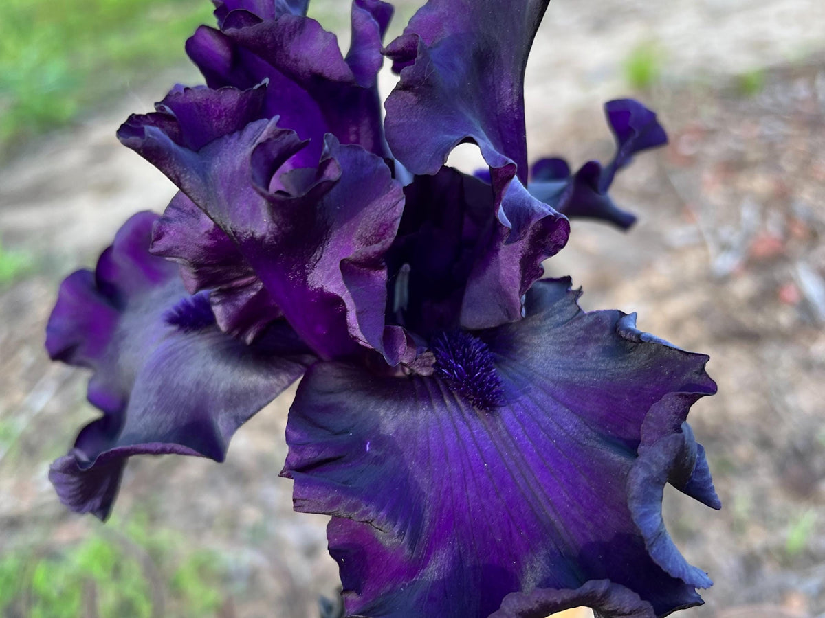 Velvety Midnight Purple Bearded Iris – 1 Live Fan | Deep Royal Violet Ruffled Bloom