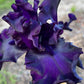 Velvety Midnight Purple Bearded Iris – 1 Live Fan | Deep Royal Violet Ruffled Bloom
