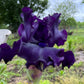 Velvety Midnight Purple Bearded Iris – 1 Live Fan | Deep Royal Violet Ruffled Bloom