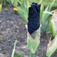 Velvety Midnight Purple Bearded Iris – 1 Live Fan | Deep Royal Violet Ruffled Bloom