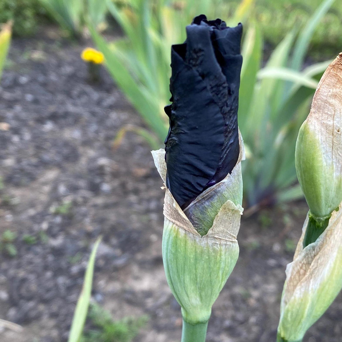 Velvety Midnight Purple Bearded Iris – 1 Live Fan | Deep Royal Violet Ruffled Bloom