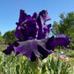 Velvety Midnight Purple Bearded Iris – 1 Live Fan | Deep Royal Violet Ruffled Bloom