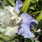 White & Lavender Bearded Iris – 1 Live Fan | Ruffled Cream