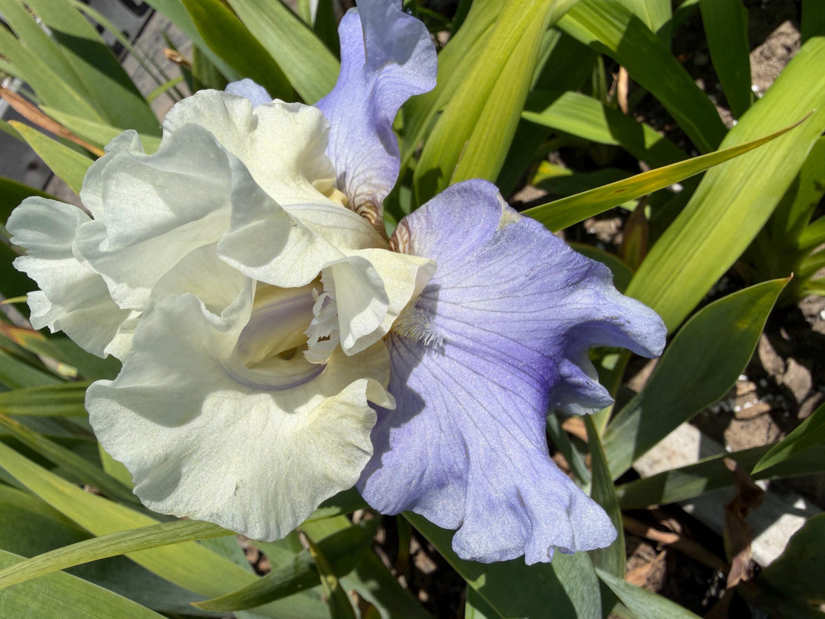 White & Lavender Bearded Iris – 1 Live Fan | Ruffled Cream
