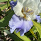 White & Lavender Bearded Iris – 1 Live Fan | Ruffled Cream