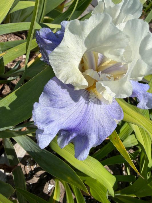 White & Lavender Bearded Iris – 1 Live Fan | Ruffled Cream