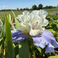 White & Lavender Bearded Iris – 1 Live Fan | Ruffled Cream