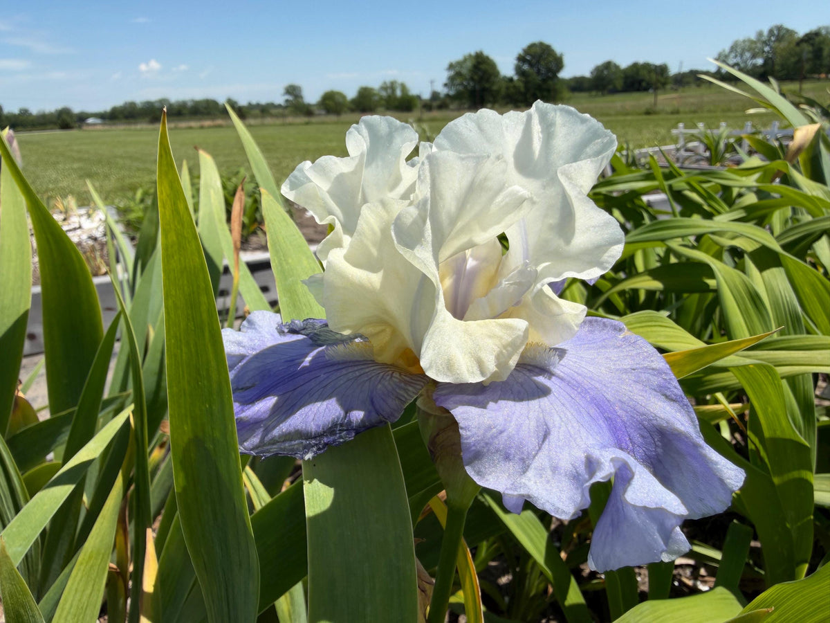 White & Lavender Bearded Iris – 1 Live Fan | Ruffled Cream