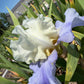 White & Lavender Bearded Iris – 1 Live Fan | Ruffled Cream