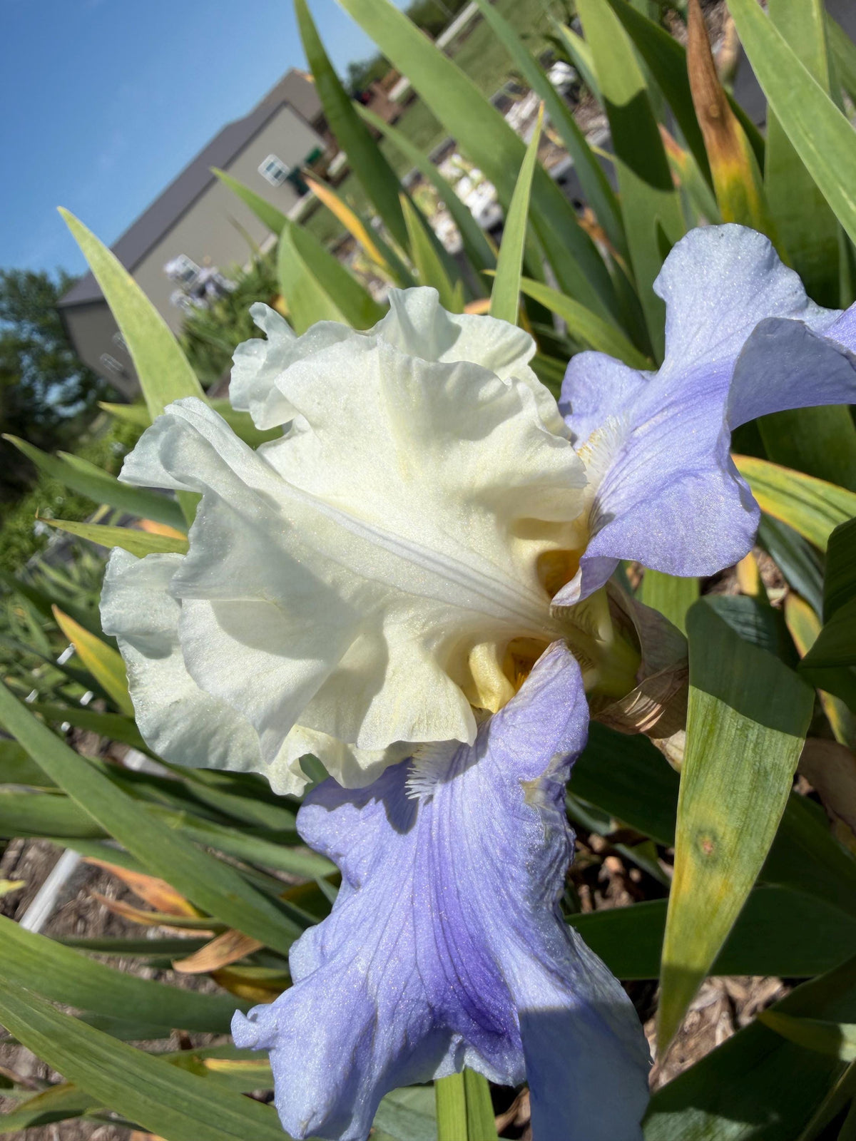 White & Lavender Bearded Iris – 1 Live Fan | Ruffled Cream