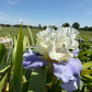 White & Lavender Bearded Iris – 1 Live Fan | Ruffled Cream