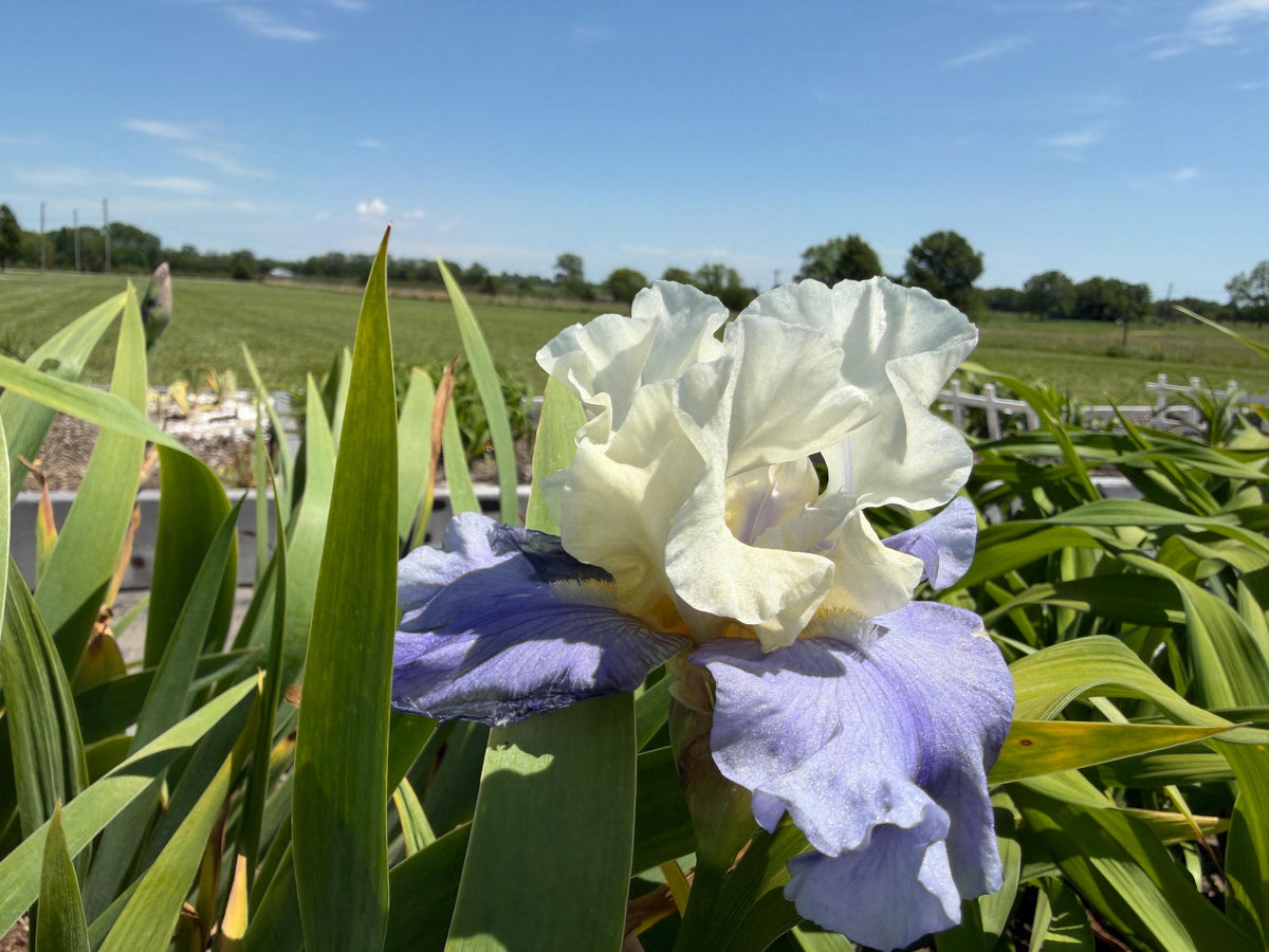 White & Lavender Bearded Iris – 1 Live Fan | Ruffled Cream