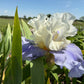 White & Lavender Bearded Iris – 1 Live Fan | Ruffled Cream