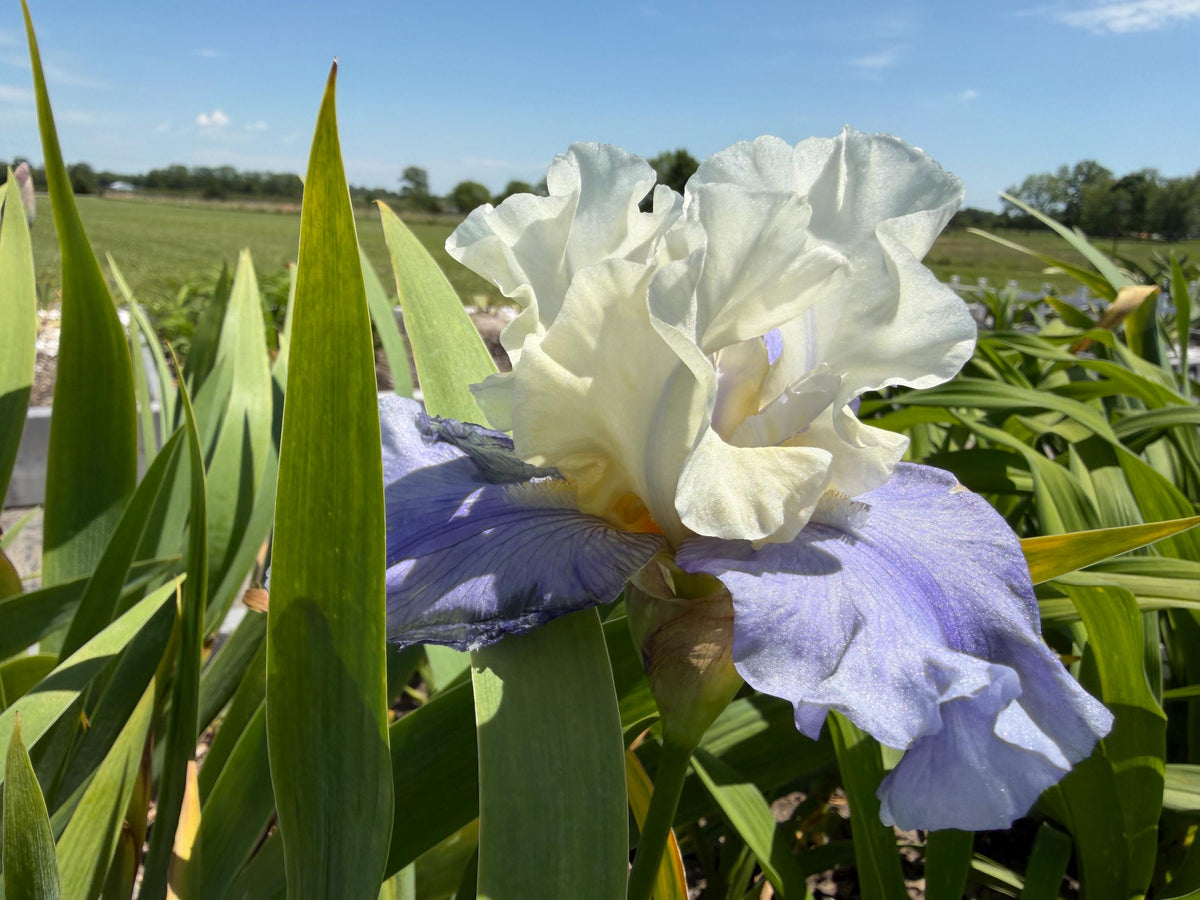 White & Lavender Bearded Iris – 1 Live Fan | Ruffled Cream