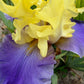 Lavender & Lemon Ruffled Bearded Iris  1 Live Fan