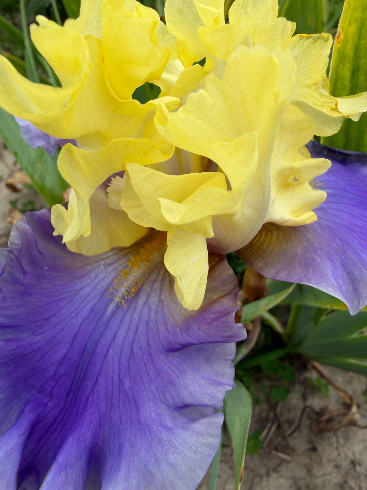 Lavender & Lemon Ruffled Bearded Iris  1 Live Fan