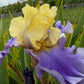 Lavender & Lemon Ruffled Bearded Iris  1 Live Fan