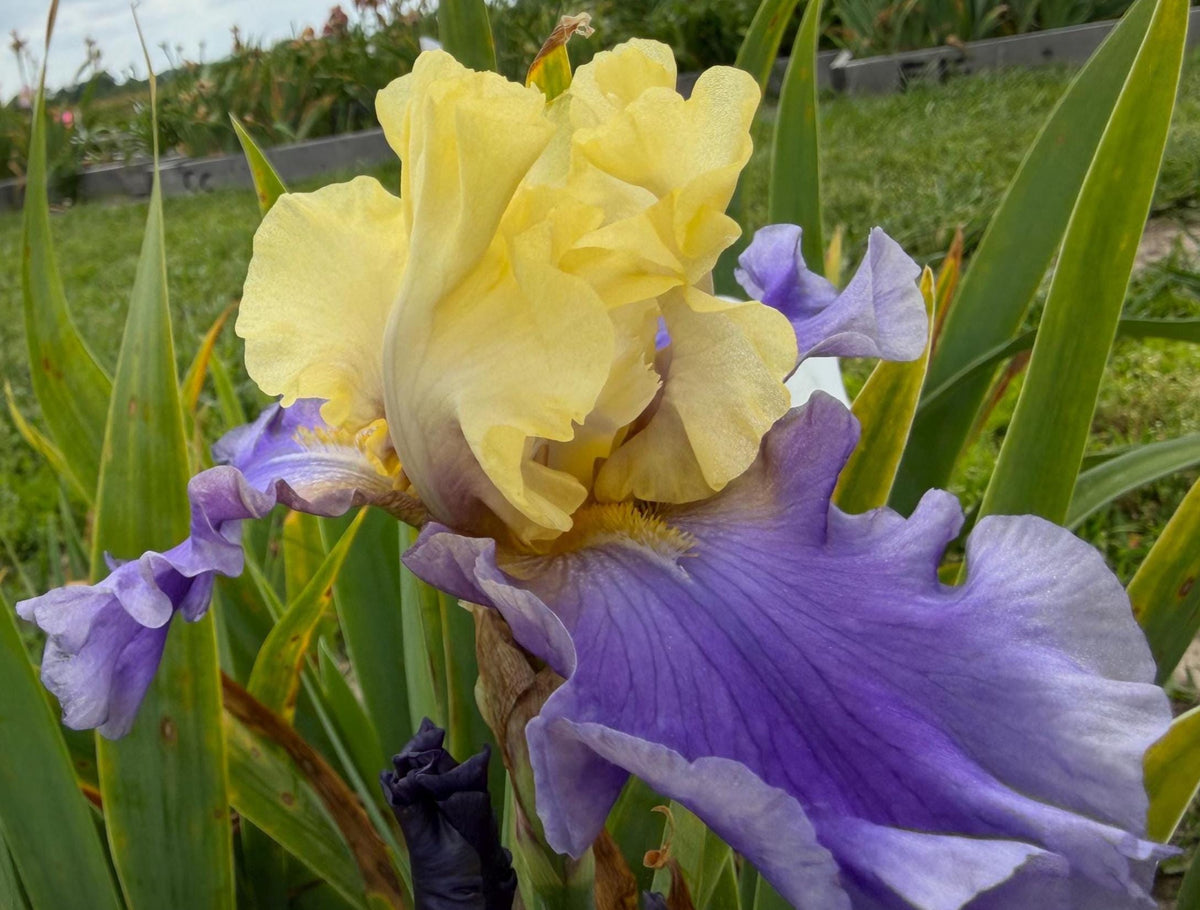 Lavender & Lemon Ruffled Bearded Iris  1 Live Fan