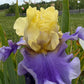 Lavender & Lemon Ruffled Bearded Iris  1 Live Fan