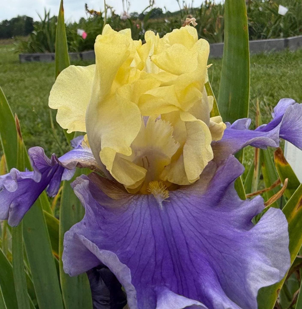 Lavender & Lemon Ruffled Bearded Iris  1 Live Fan