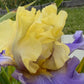 Lavender & Lemon Ruffled Bearded Iris  1 Live Fan