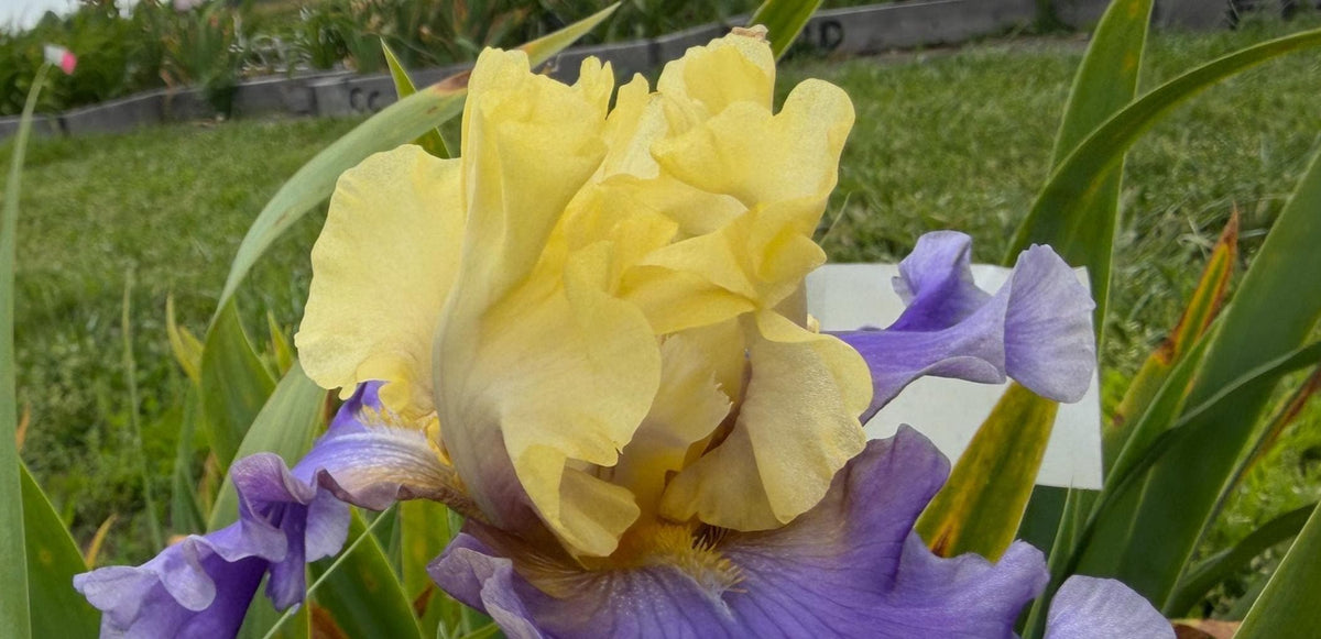Lavender & Lemon Ruffled Bearded Iris  1 Live Fan