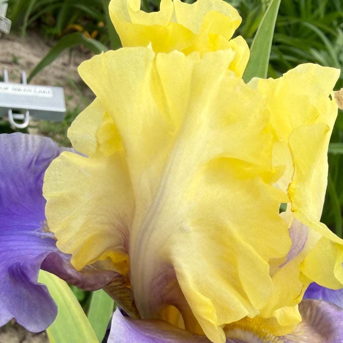 Lavender & Lemon Ruffled Bearded Iris  1 Live Fan