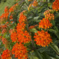 Butterfly Weed, Asclepias tuberosa, Milkweed Orange Seed