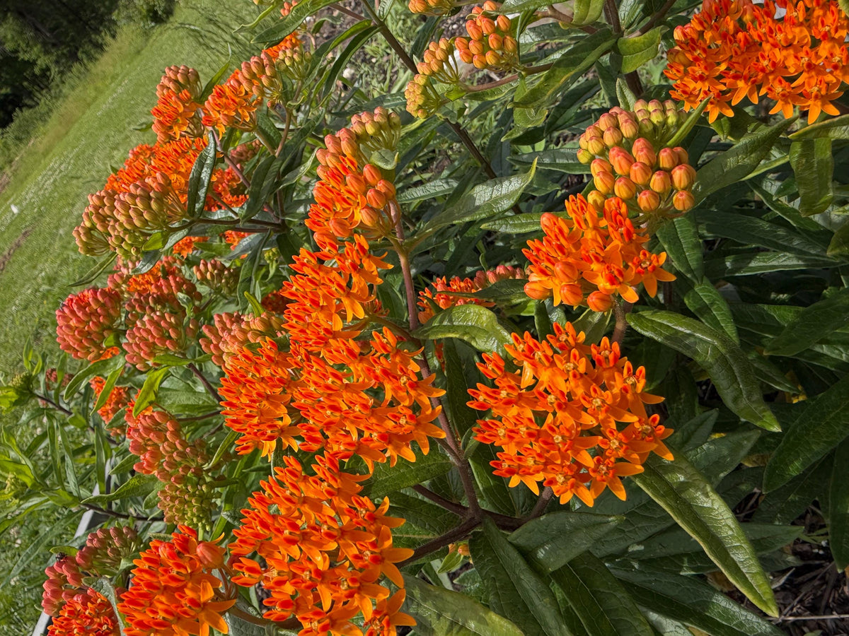 Butterfly Weed, Asclepias tuberosa, Milkweed Orange Seed