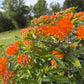 Butterfly Weed, Asclepias tuberosa, Milkweed Orange Seed