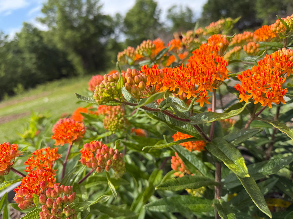 Butterfly Weed, Asclepias tuberosa, Milkweed Orange Seed