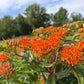 Butterfly Weed, Asclepias tuberosa, Milkweed Orange Seed