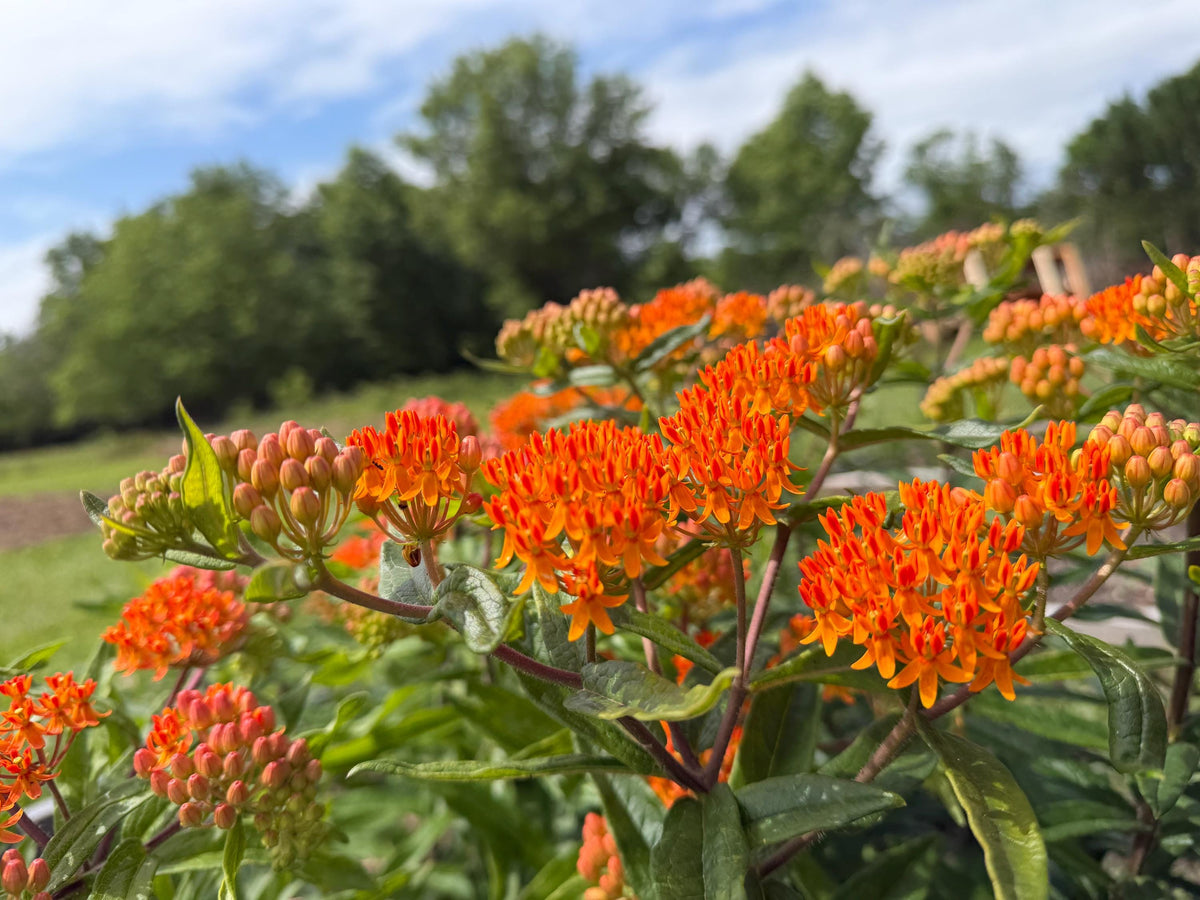 Butterfly Weed, Asclepias tuberosa, Milkweed Orange Seed