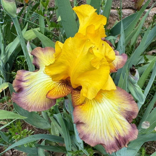 Golden Yellow & Plum Edge Bearded Iris – 1 Live Fan | Bold Ruffled Bloom