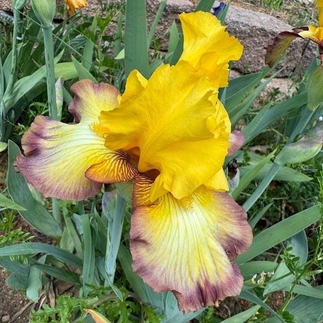 Golden Yellow & Plum Edge Bearded Iris – 1 Live Fan | Bold Ruffled Bloom