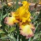 Golden Yellow & Plum Edge Bearded Iris – 1 Live Fan | Bold Ruffled Bloom