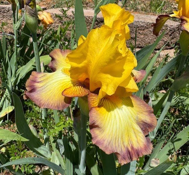 Golden Yellow & Plum Edge Bearded Iris – 1 Live Fan | Bold Ruffled Bloom