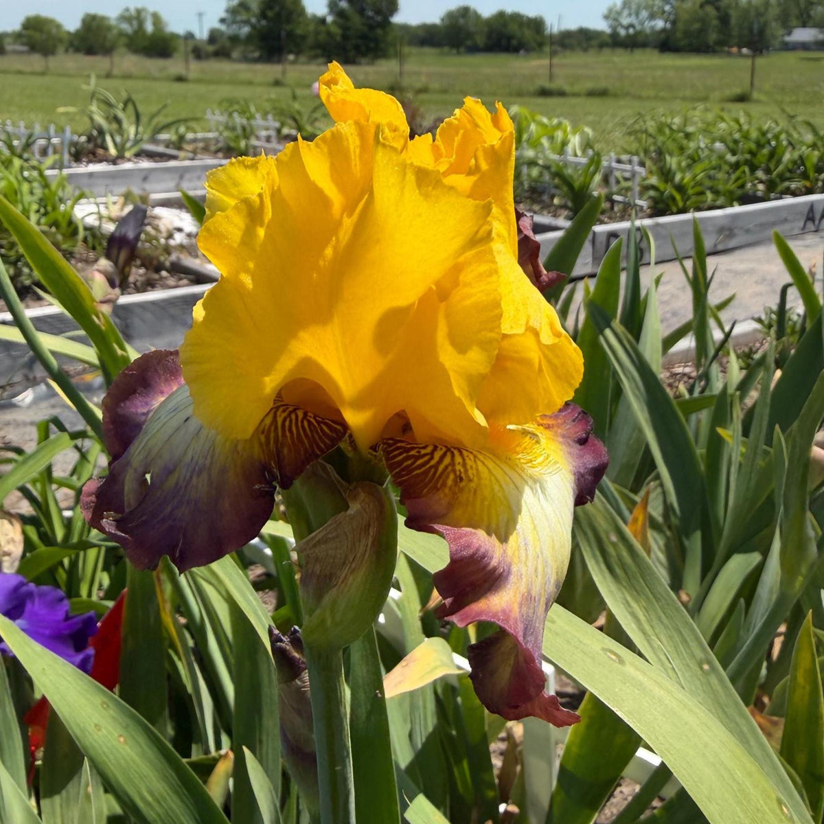 Golden Yellow & Plum Edge Bearded Iris – 1 Live Fan | Bold Ruffled Bloom