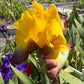 Golden Yellow & Plum Edge Bearded Iris – 1 Live Fan | Bold Ruffled Bloom